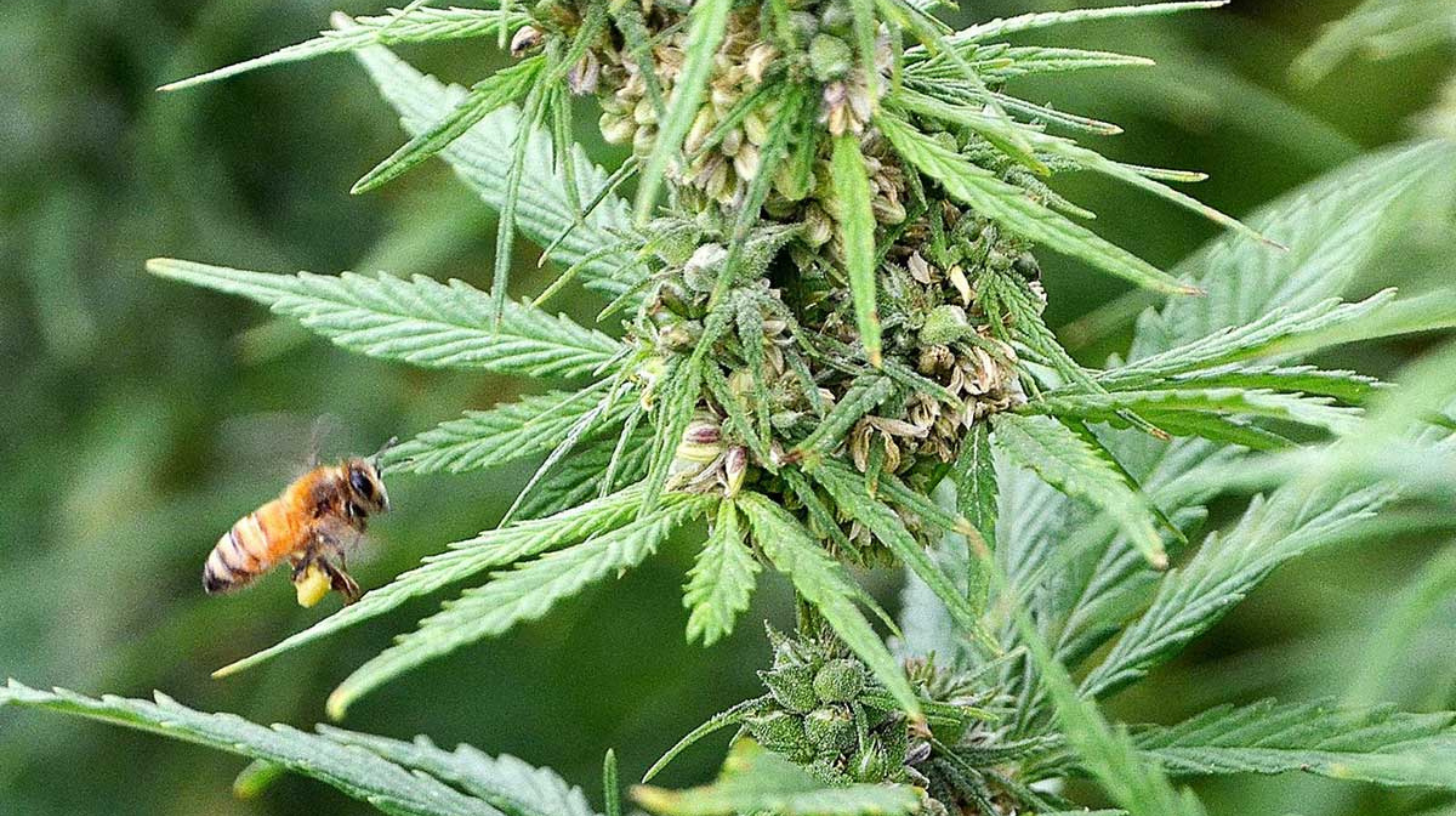 biodiversity-bee-on-hemp-for-pollen