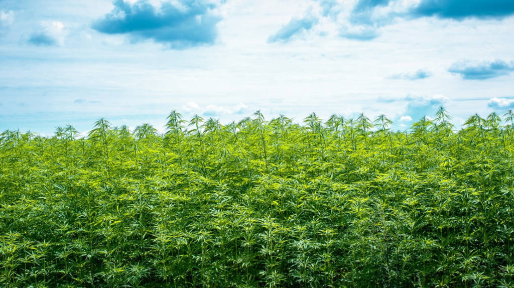hemp-growing-in-a-field