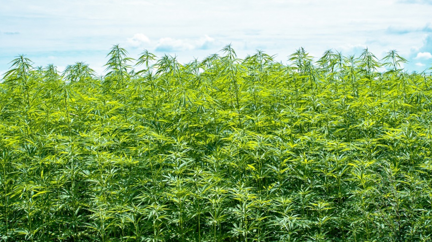 hemp-sustainable-power-plant